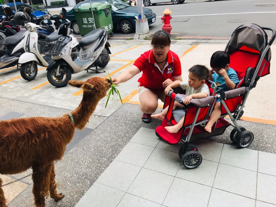 羊駝初體驗