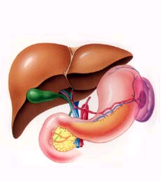 肝膽胃腸科