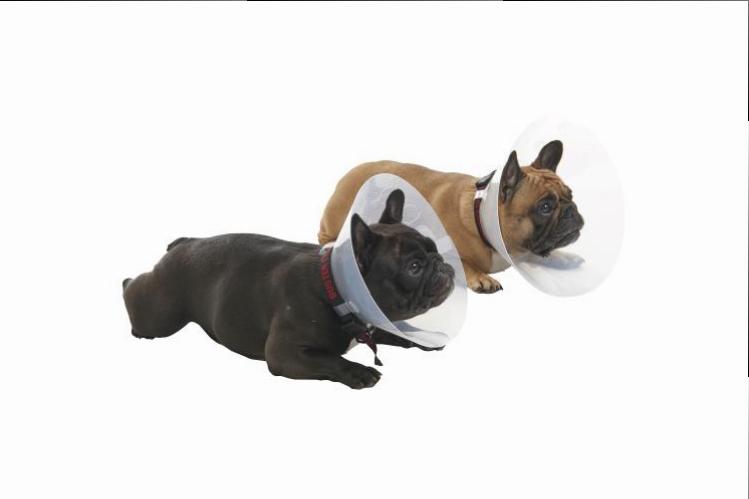 富邦國際生醫科技有限公司-BUSTER 短吻犬專用頭套