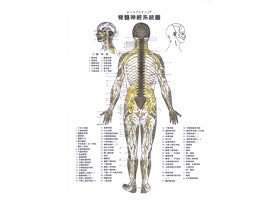 全身溫療活絡