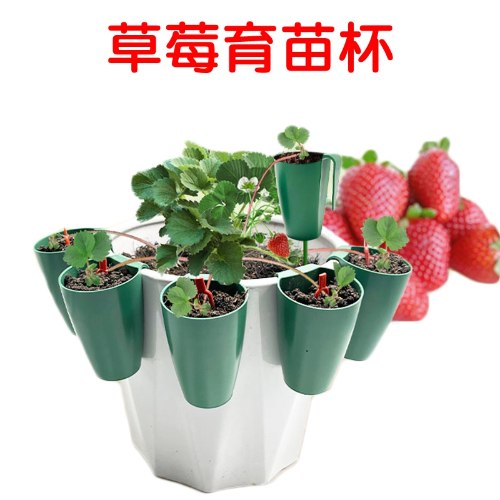 草莓育苗杯 1個