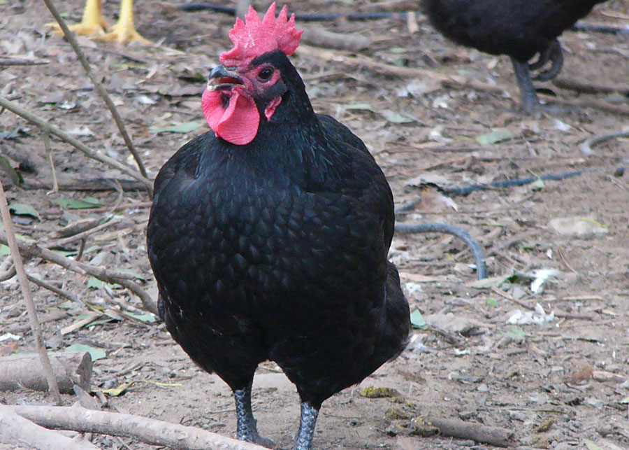 黑羽母雞