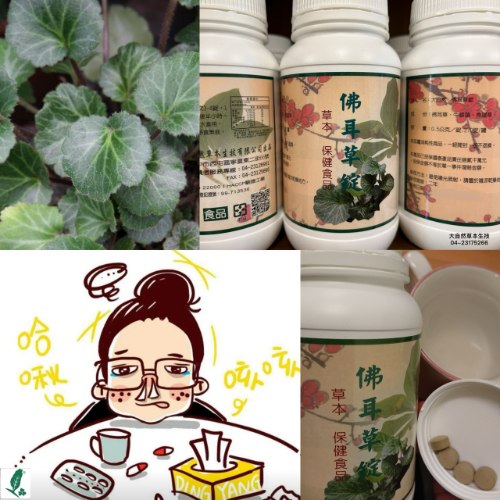 大自然草本  佛耳草錠*270粒/罐