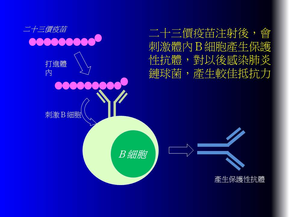 肺炎鏈球菌疫苗