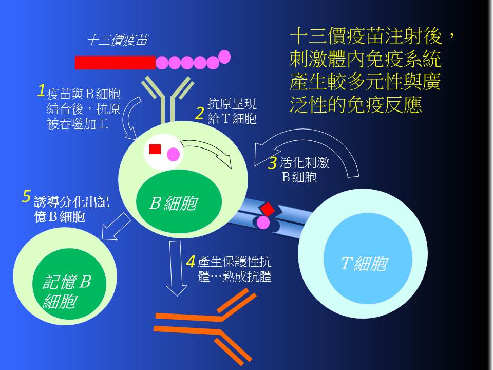 肺炎鏈球菌疫苗