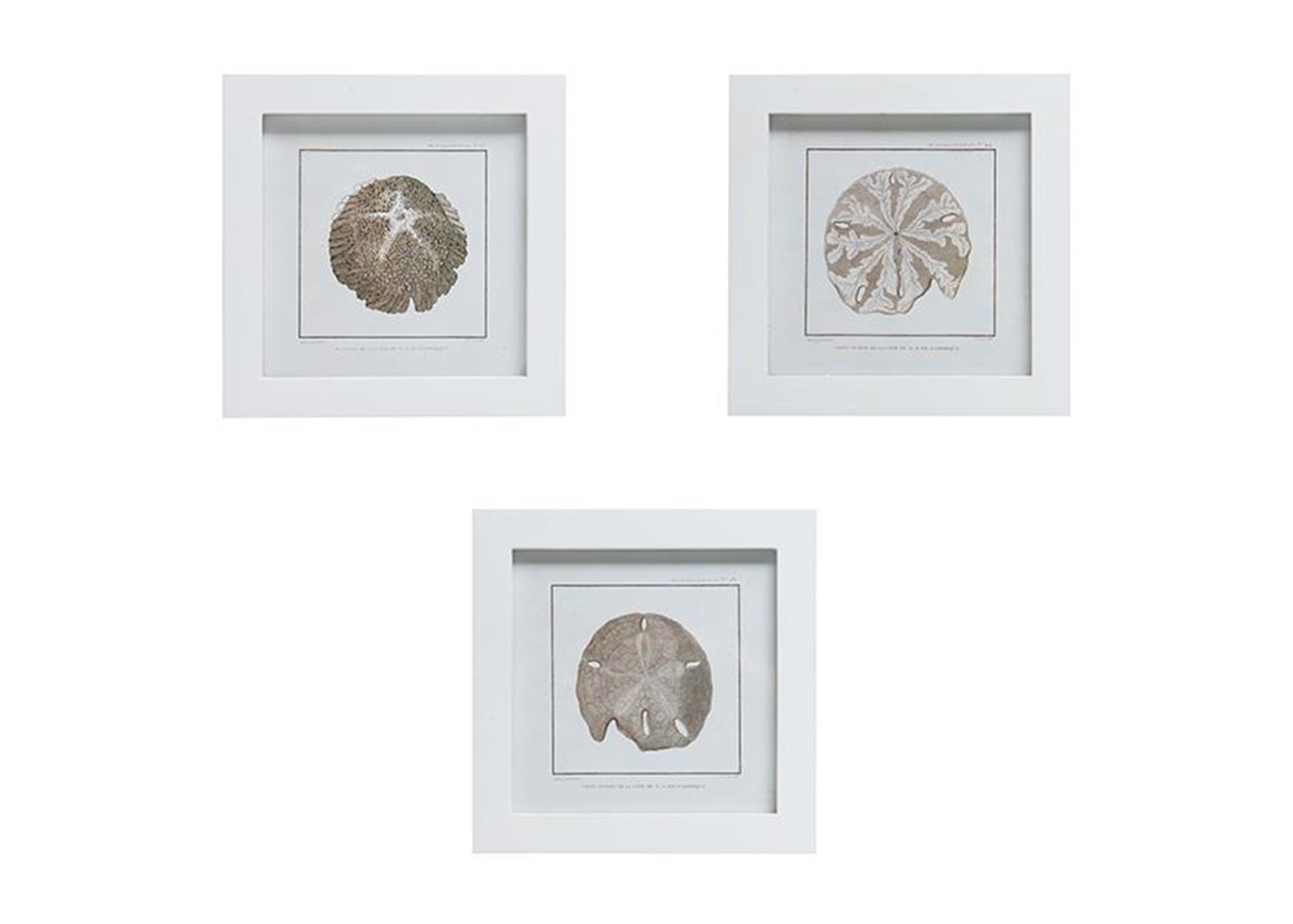 杉木邊框海膽圖案掛畫-三款