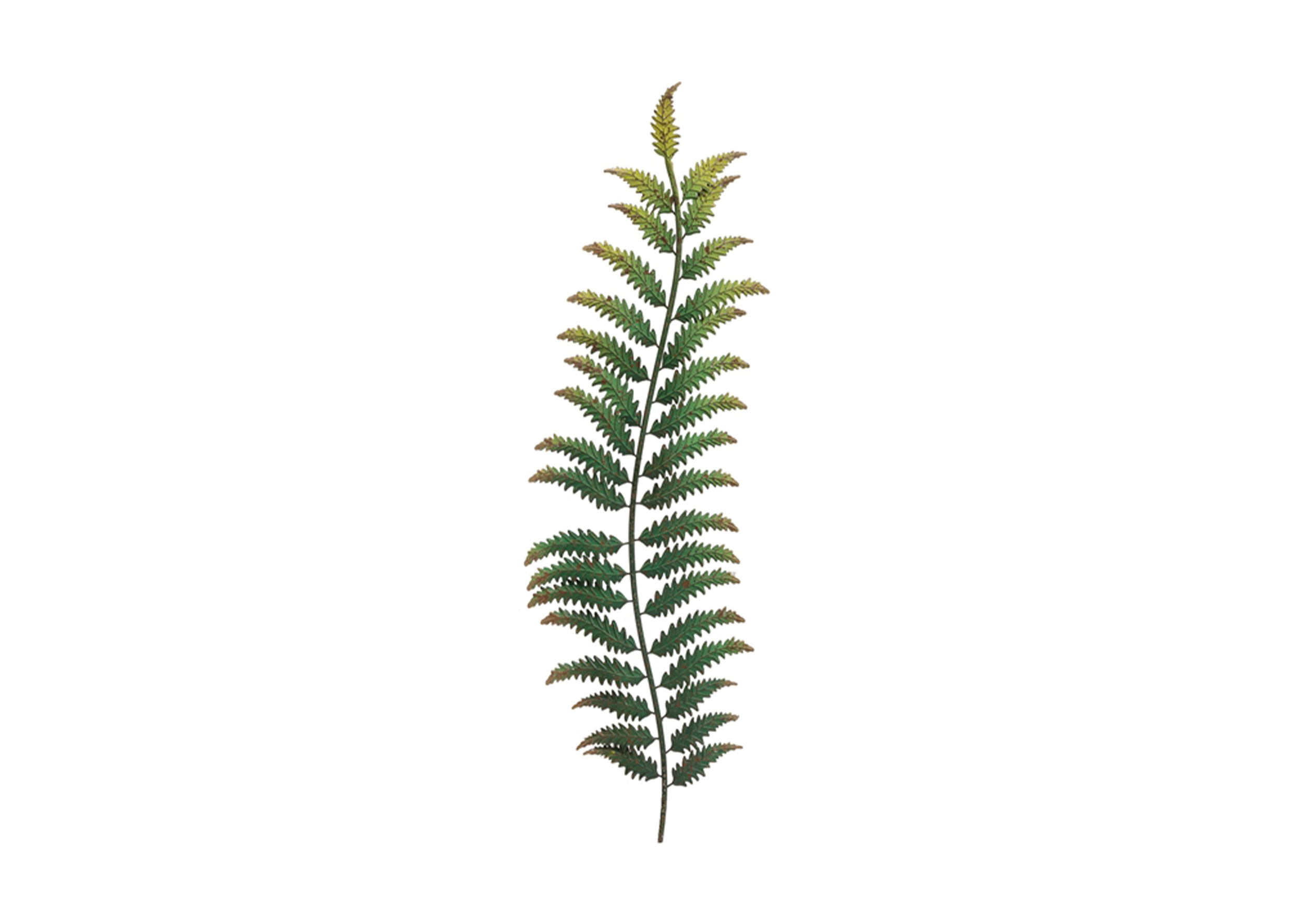 金屬樹葉裝飾壁掛(綠色)