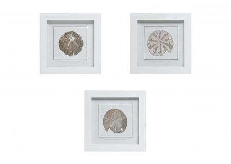 杉木邊框海膽圖案掛畫-三款