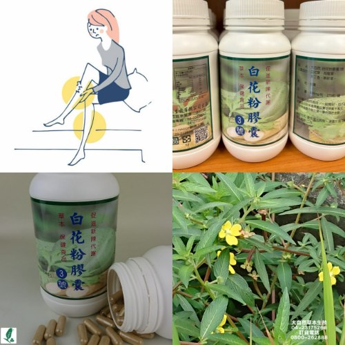 大自然草本 白花粉3號*270粒/罐本品促進新陳代謝