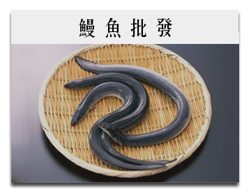 稚富水產企業股份有限公司 ｜ 水產養殖加盟 ｜ 鰻魚養殖技術 ｜ 鰻苗批發 ｜ 鰻魚批發 ｜ 成鰻批發 ｜ 幼鰻批發｜鰻魚養殖加盟-成鰻(黑鰻、鱸鰻)